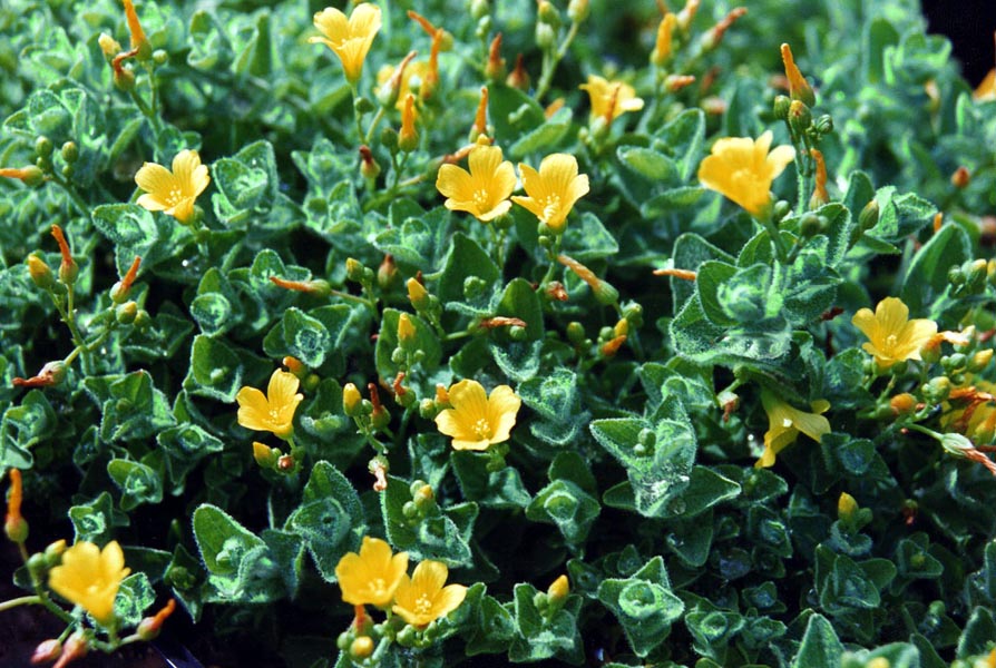 Hypericum helodes en fleurs sur les bords de tourbières dans une région humide
